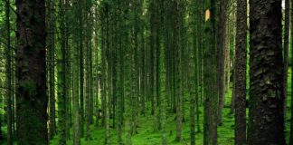 Как бороться с одиночеством в цифровом мире: 10 простых решений Life Lessons