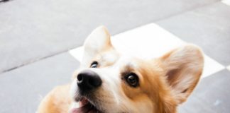 Как создать Telegram бота с помощью Python Python