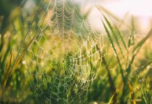 Веб-скрапинг с помощью Node.js — Часть 1 JavaScript