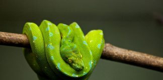Переменная __name__ в Python Python