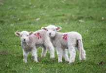 Плюсы и минусы парного программирования Pair Programming