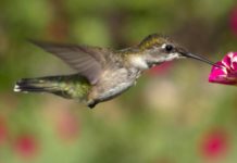 Решение проблемы с CSS :hover CSS