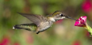 Решение проблемы с CSS :hover CSS