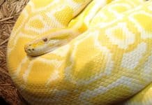 Как быстро найти проблемы с Python-типами через Pytype Python