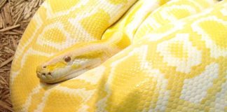 Как быстро найти проблемы с Python-типами через Pytype Python