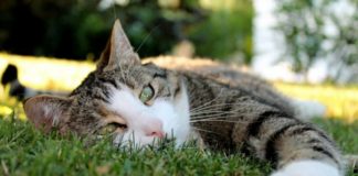 Отложенная загрузка изображений с помощью Intersection Observer API Lazy loading