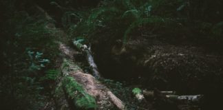 Как создать HTML-таблицу и PDF с Node и Google Puppeteer Node