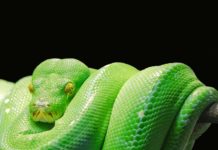 Как установить Anaconda на Mac Anaconda