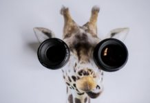 Знакомство с Git и GitHub: руководство для начинающих. Часть 1 GitHub