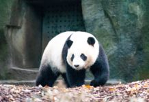 3 функции Pandas, которые стоит использовать чаще Pandas