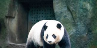 3 функции Pandas, которые стоит использовать чаще Pandas