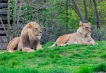 Почему не стоит использовать объекты в роли карт в JavaScript? Java Script