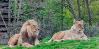 Почему не стоит использовать объекты в роли карт в JavaScript? Java Script