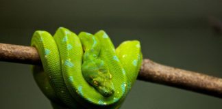 Как создавать веб-сокеты в Python Python