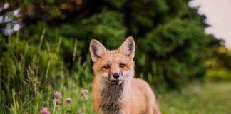 Замечательные новые фичи TypeScript 3.5 Type Script