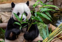 5 Расширенных возможностей Pandas и как ими пользоваться Pandas