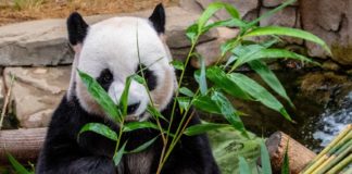 5 Расширенных возможностей Pandas и как ими пользоваться Pandas