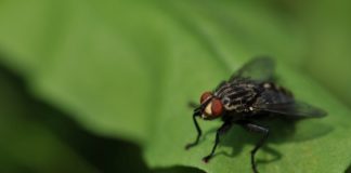 Шаблон Flyweight (Приспособленец) на Go Golang