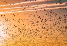 Понятие о миграциях в TypeORM Node