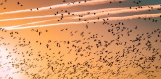 Понятие о миграциях в TypeORM Node