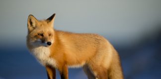 Лучшие практики JavaScript: переменные JavaScript