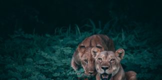 Парное программирование: недостатки, которые предпочитают умалчивать Education