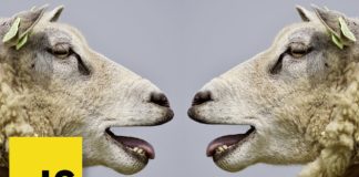 Связь между микро-фронтендами Micro Frontends