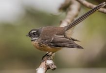 Почему Lodash по-прежнему полезен? JavaScript