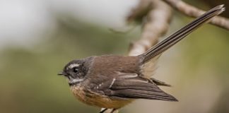 Почему Lodash по-прежнему полезен? JavaScript