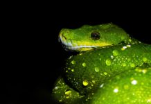 Почему Python не станет языком программирования будущего Python