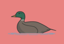 Утиная типизация в Python - 3 примера Python